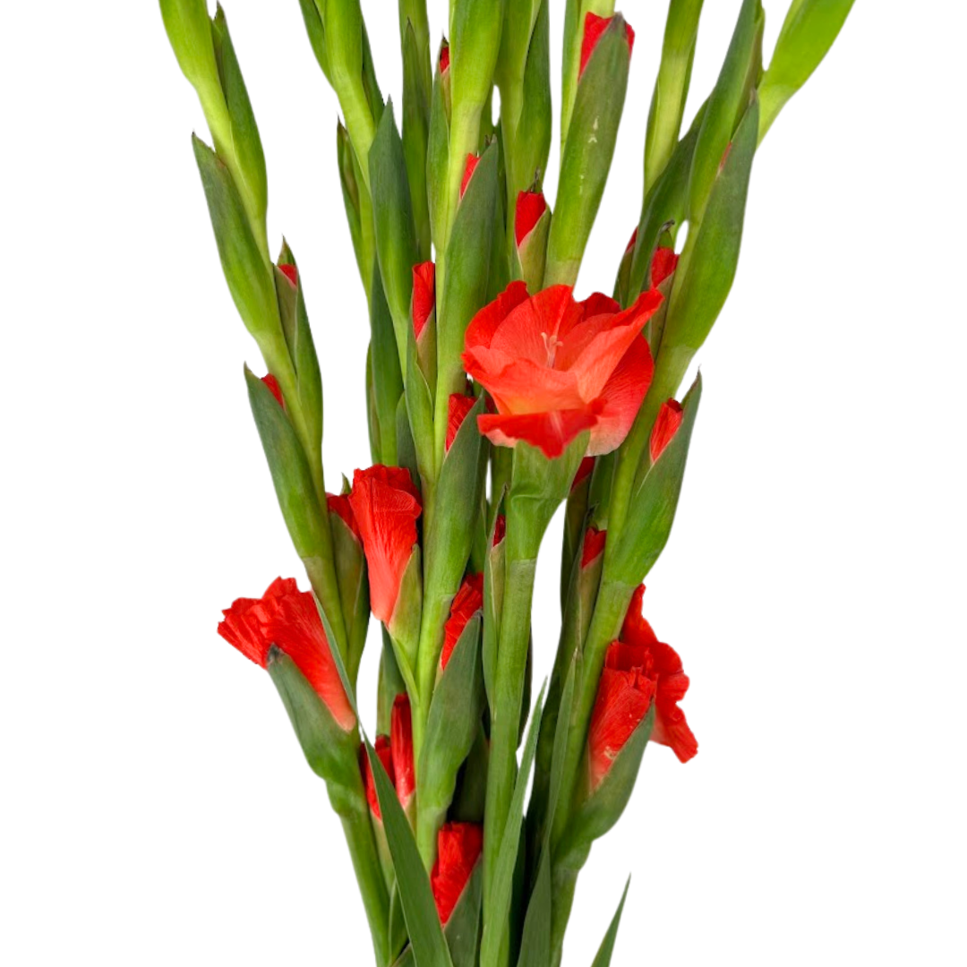 Gladiola Orange (10 stems)
