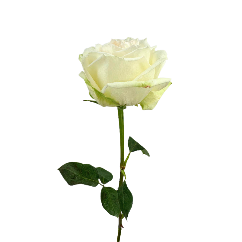 ROSE BLLUSH O'HARA (25 STEM BUNCH)