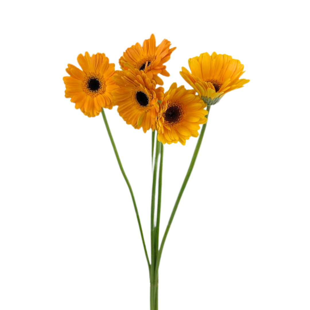 Mini Gerbera Yellow (10 stem bunch)
