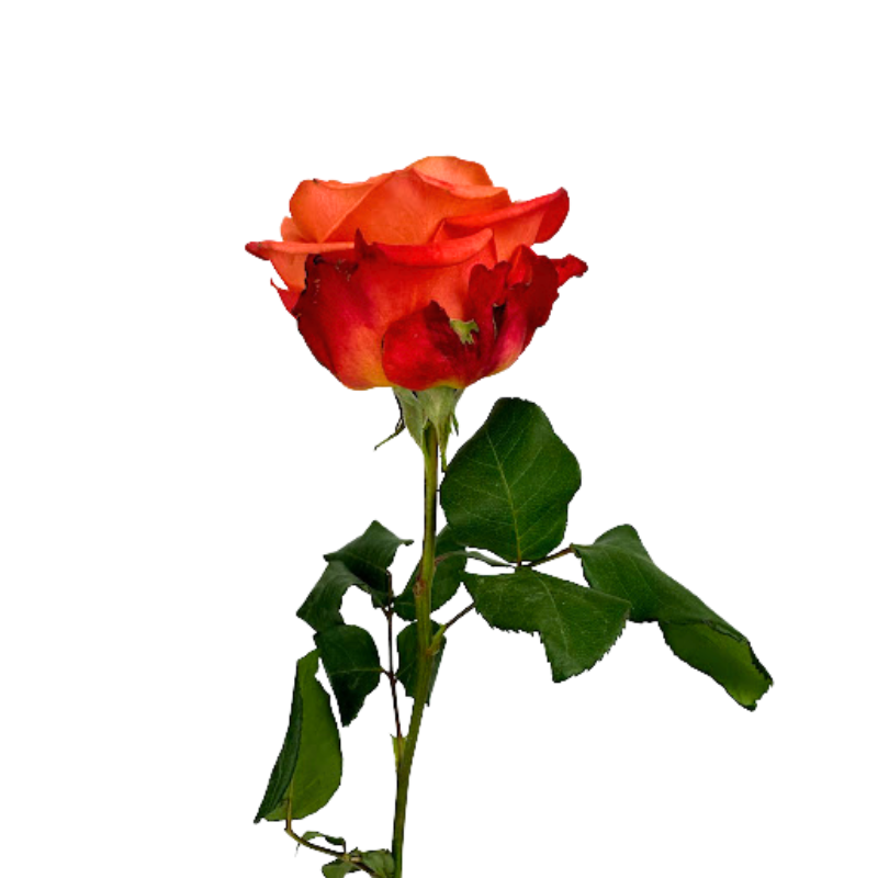 ROSE ORANGE CRUSH (25 STEM BUNCH)