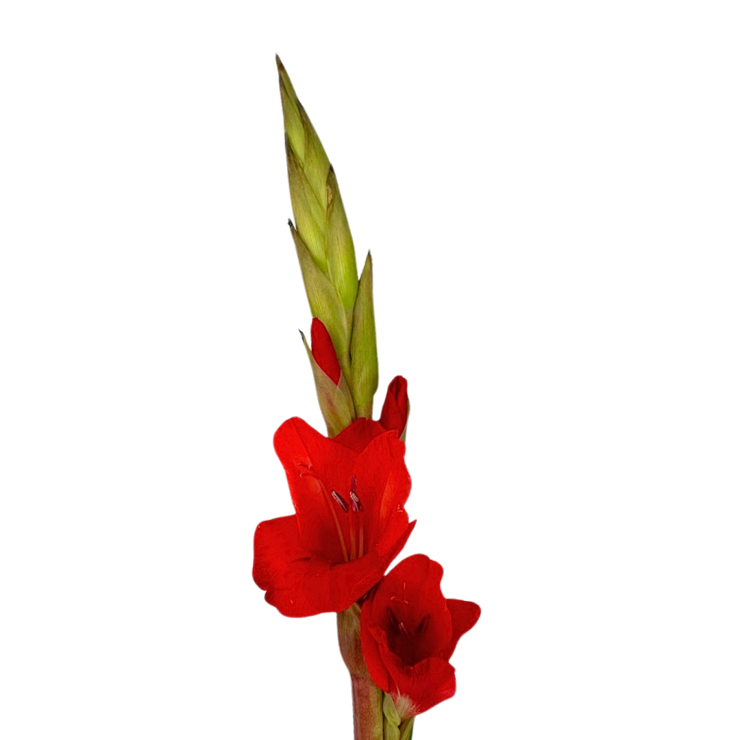 Gladiola Red (10 stems)