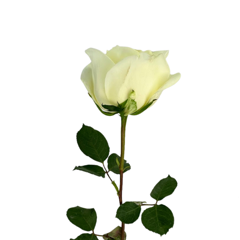 ROSE WHITE POLO (25 STEM BUNCH)