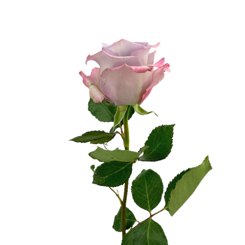 ROSE LAVENDER OCEAN SONG (25 STEM BUNCH)