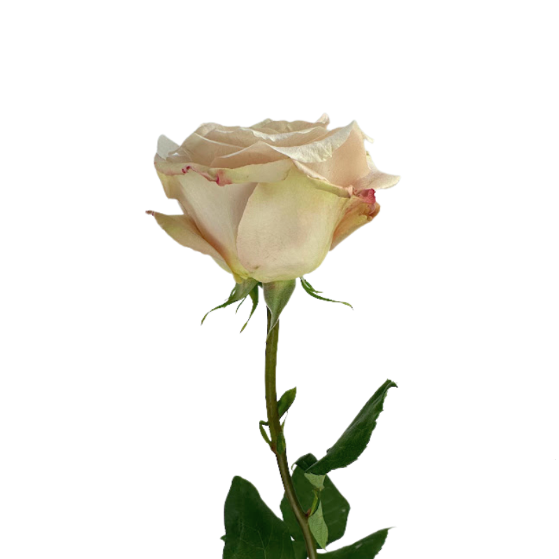 ROSE BEIGE QUICKSAND (25 STEM BUNCH)