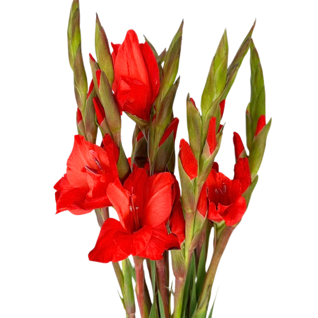 Gladiola Red (10 stems)