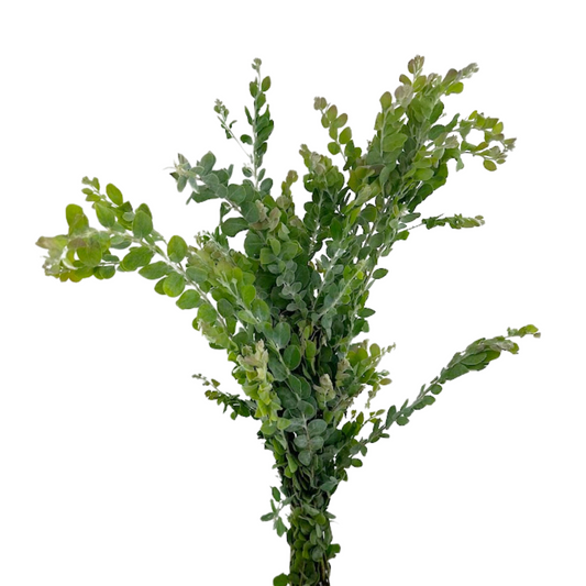 ACACIA FOLIAGE
