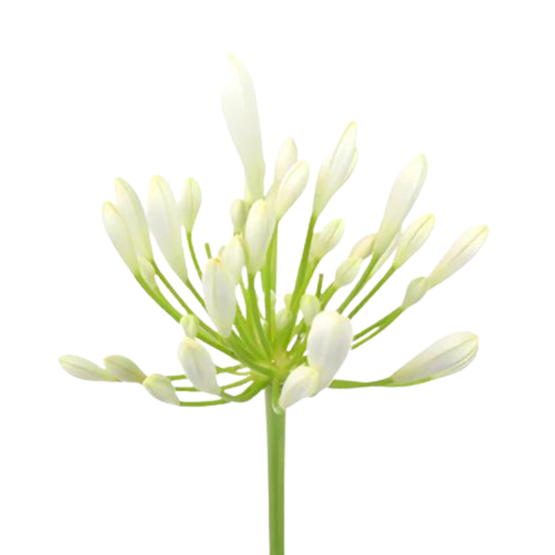 AGAPANTHUS