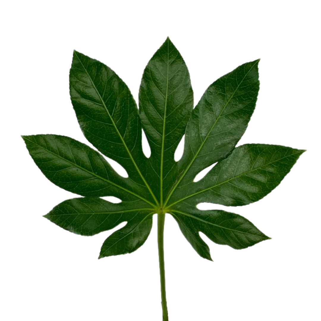 ARALIA LEAF