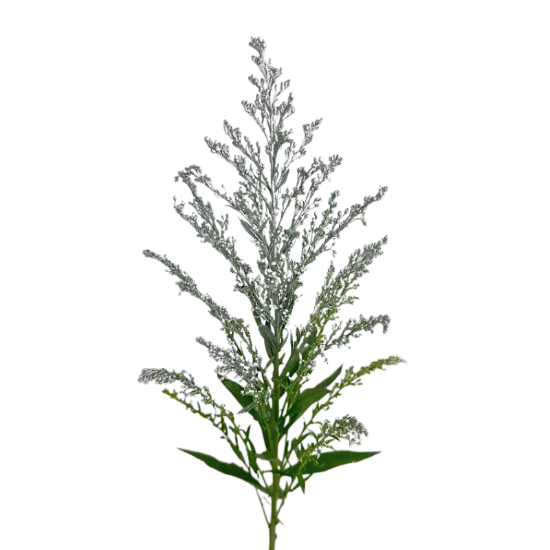 Aster, Solidago - Tinted