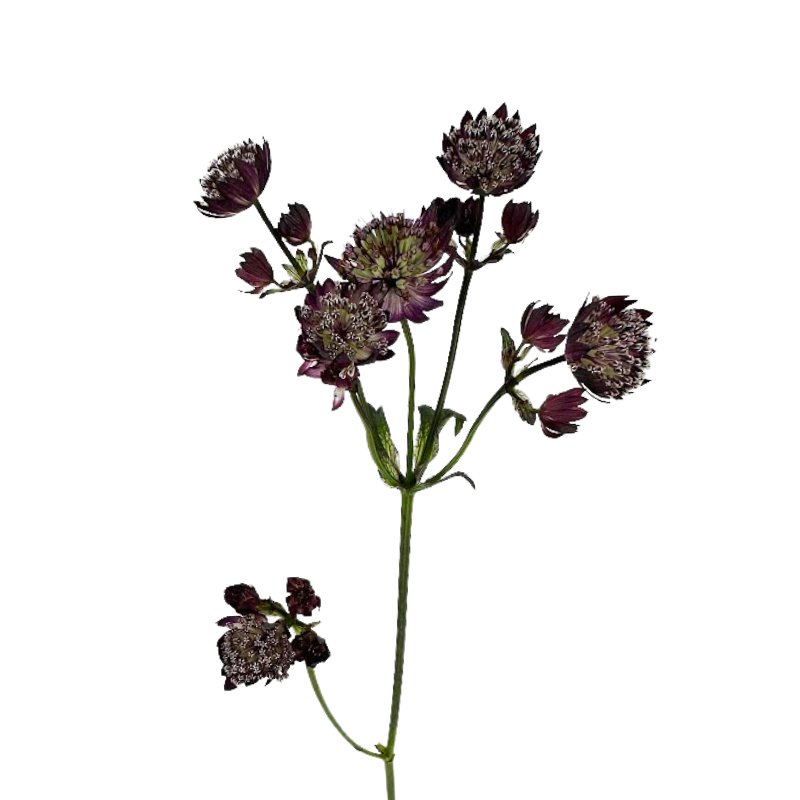 ASTRANTIA