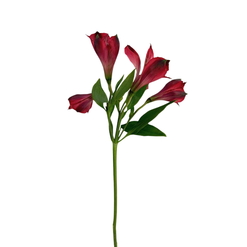 Alstroemeria Red (10 Stem Bunch)