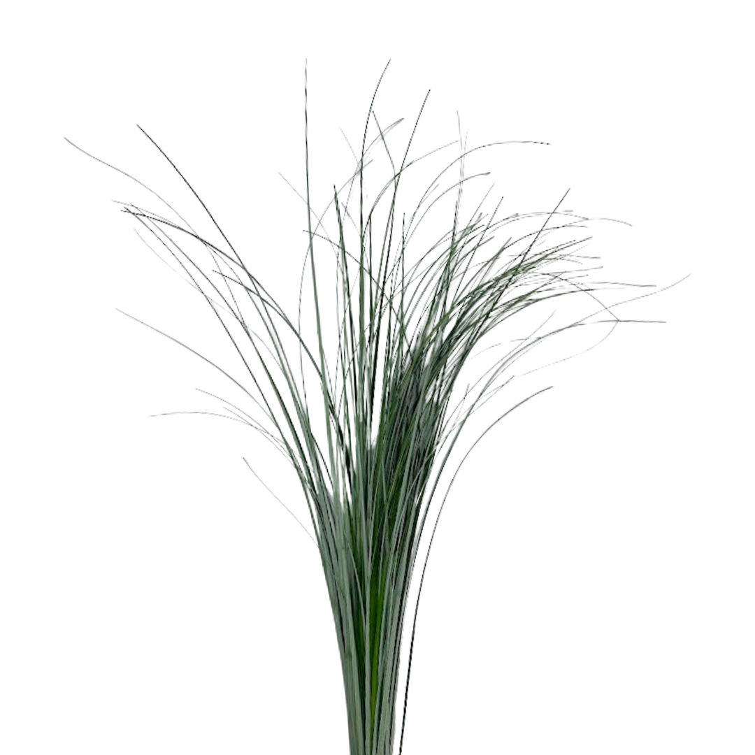 BEAR GRASS