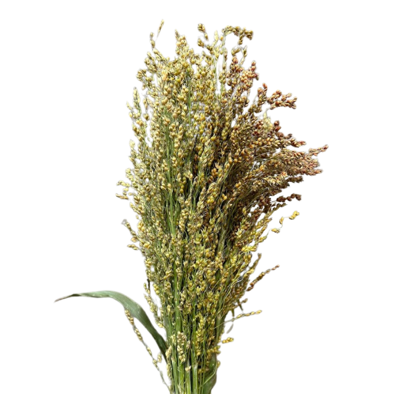 BROOMCORN