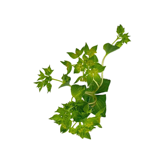 Bupleurum