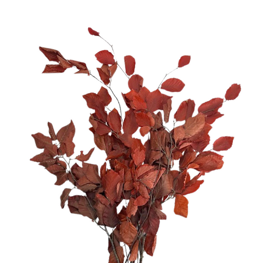 COPPER BEECH