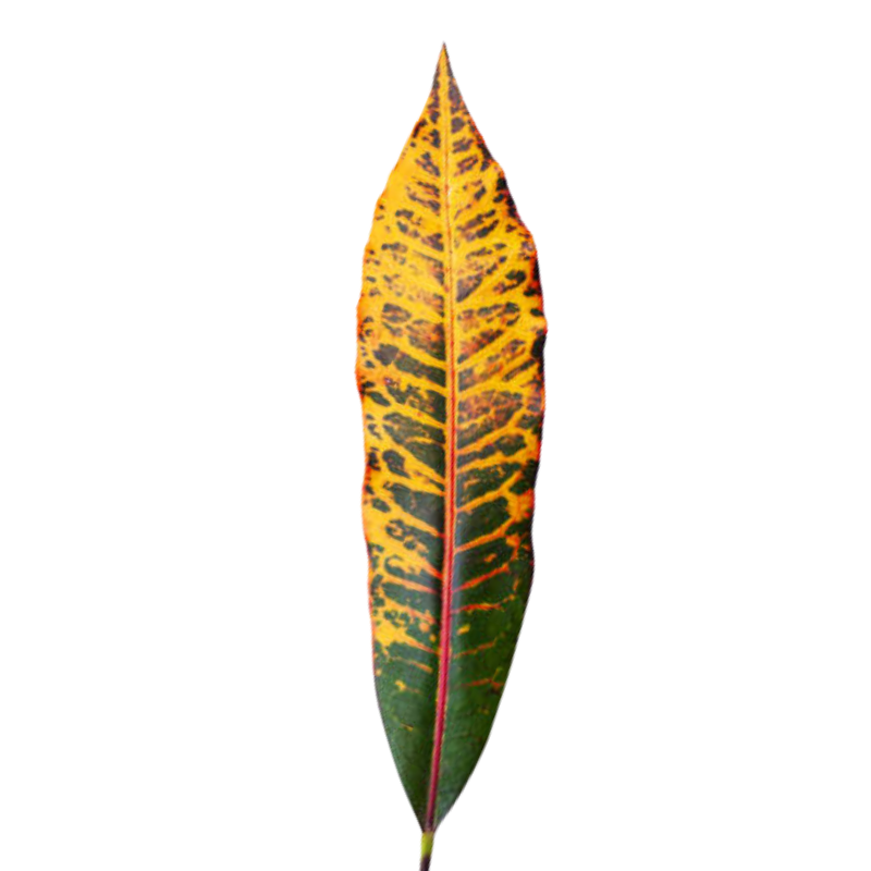 Croton Leaf