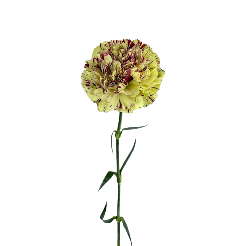 Carnation Bicolor Green Burgundy (25 stems)