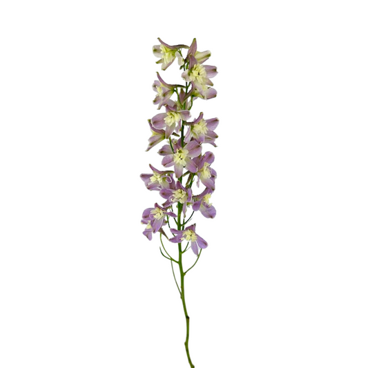 DELPHINIUM, TRICK