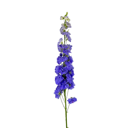 DELPHINIUM, HYBRID