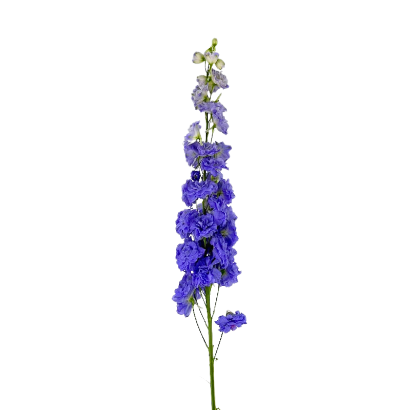 Delphinium Lavender Manuela