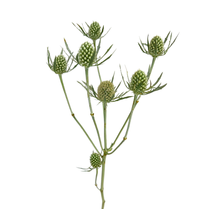 Eryngium Thistle