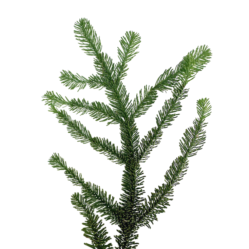 Fir, Noble