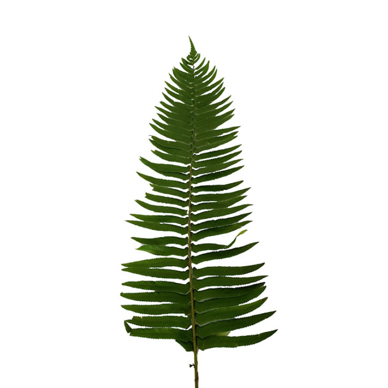 FLAT FERN