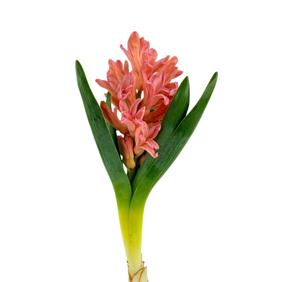 Hyacinth