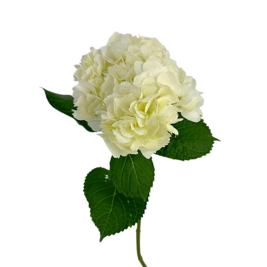 A single stem of a white hydrangea flower with green leaves against a plain white background.
