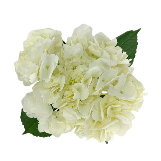 Aerial view of a stem of white hydrangea with green leaves poking out and set against a plain white backdrop.