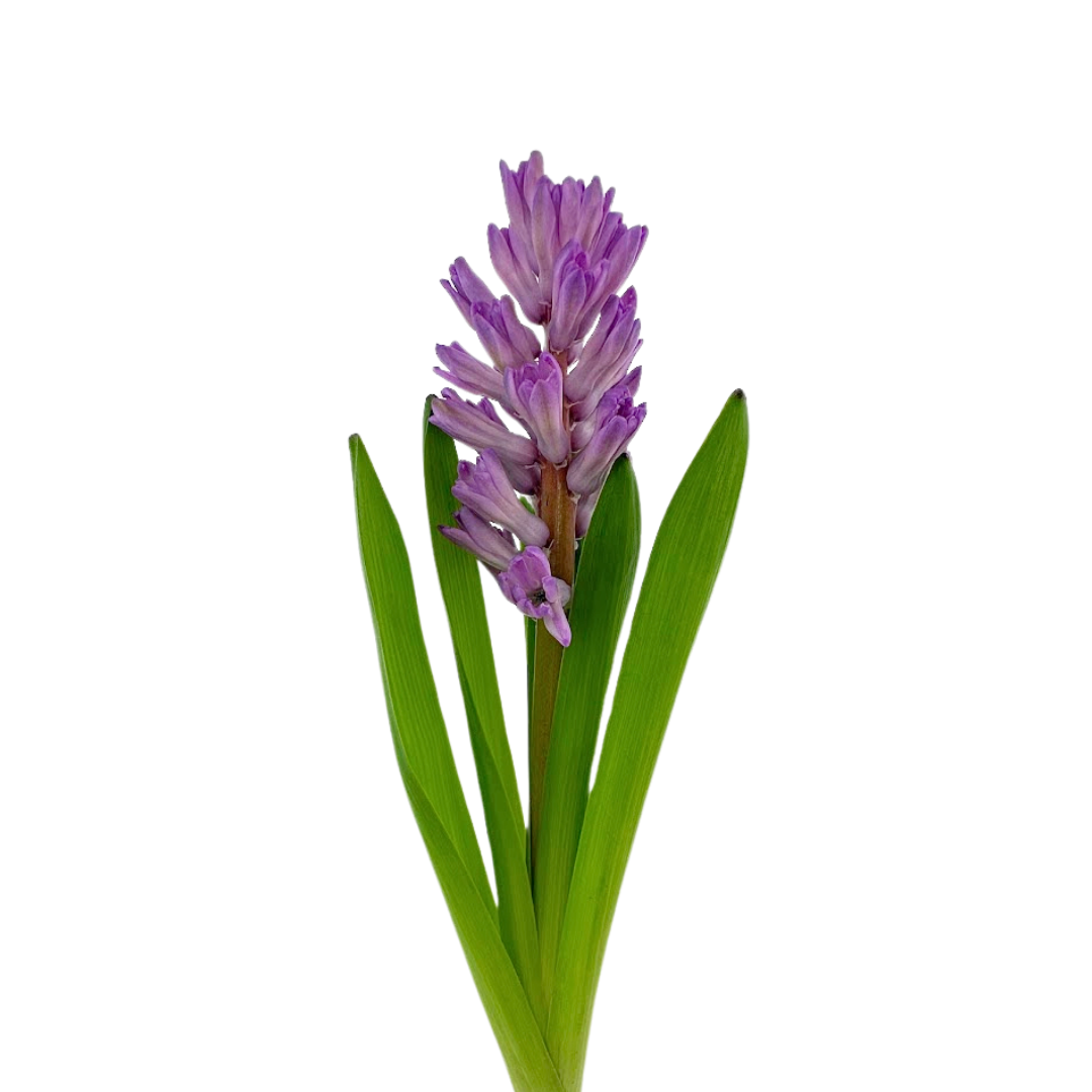 Hyacinth Lavender (5 Stems)