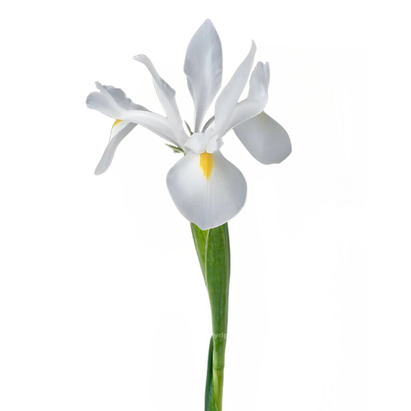 Iris