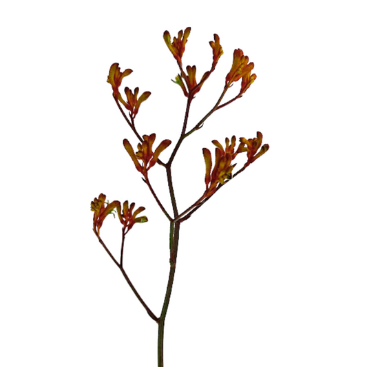 KANGAROO PAW