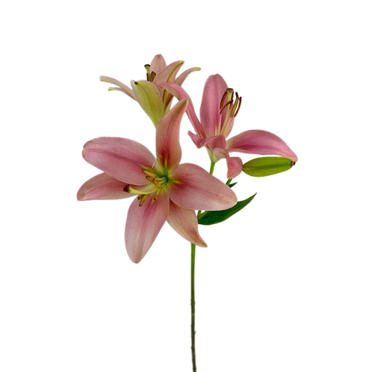 LILY, ASIATIC