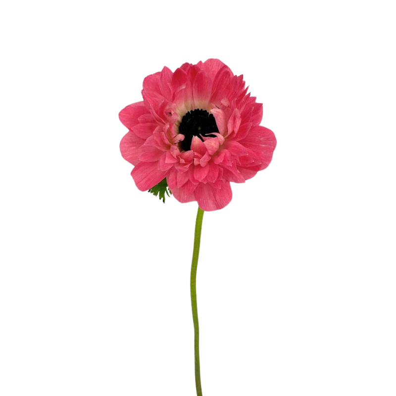 Anemone Levante Pink (10 Stems)
