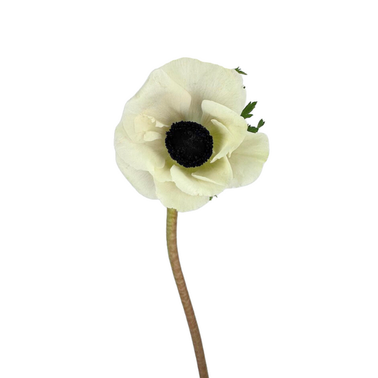 ANEMONE