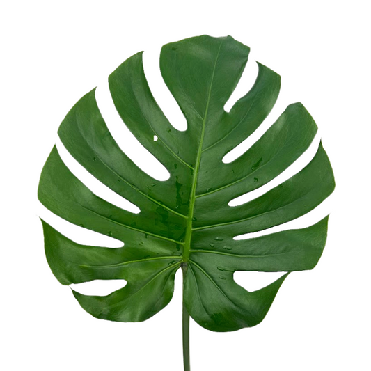 MONSTERA LEAF