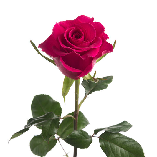 Rose Hot Pink (25 stems)