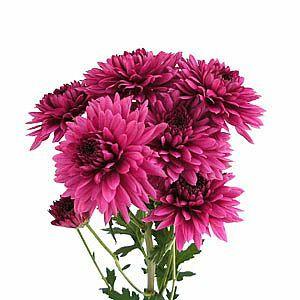 Pompom Cushion Dark Pink (7 stems)