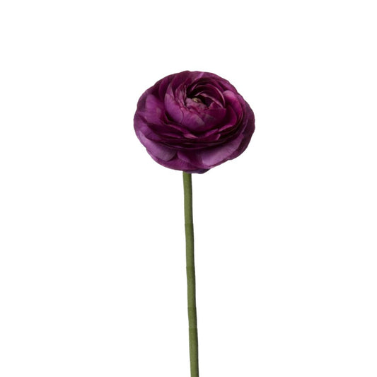 Ranunculus Purple (10 Stems)