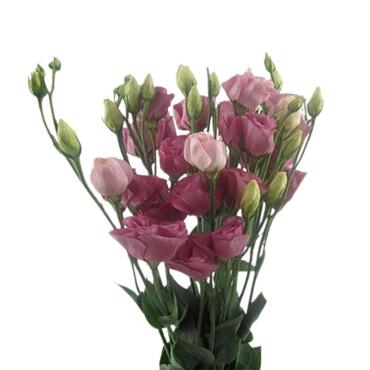 Lisianthus Pink Canadian (10 stems)