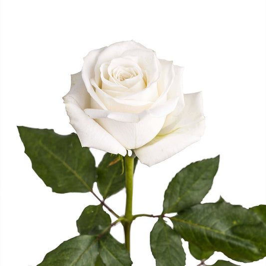 Rose White (25 stems)