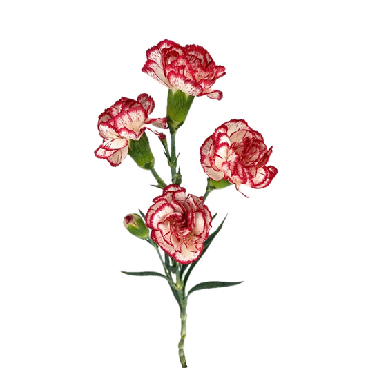 Mini Carnation Peppermint (10 Stems)