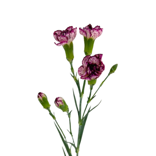 Mini Carnation Bicolor Purple