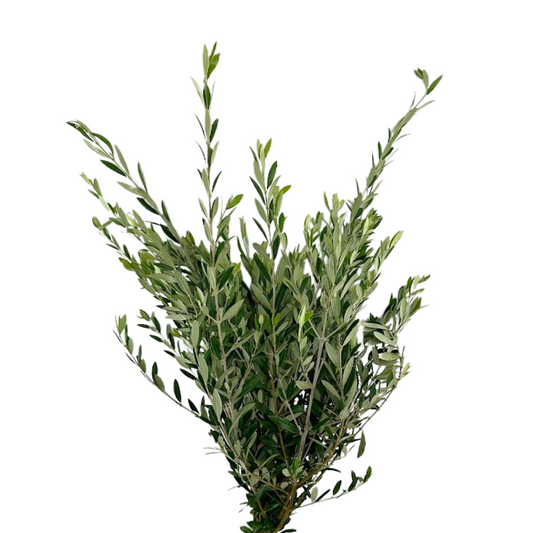 Olive Branch