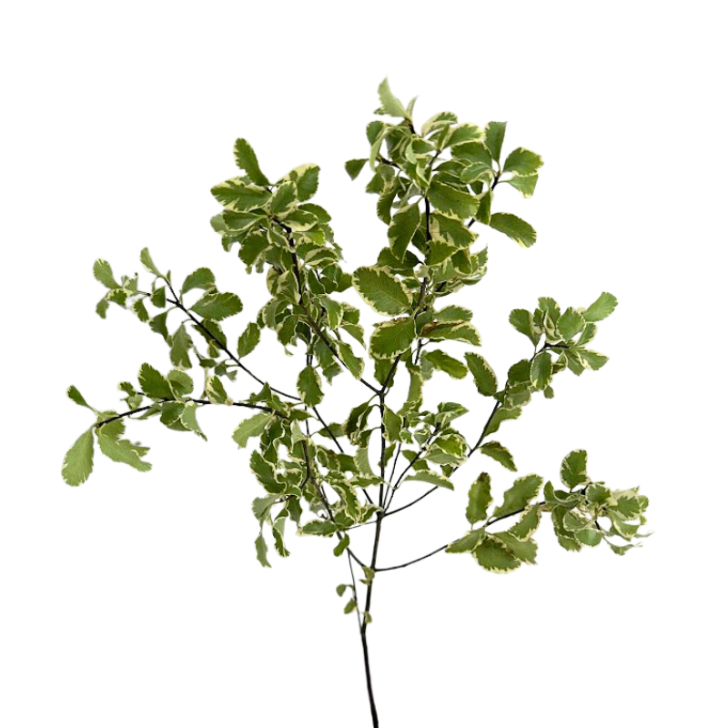 PITTOSPORUM, NIGRA