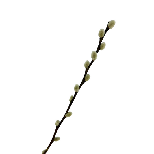 Pussy Willow Branch