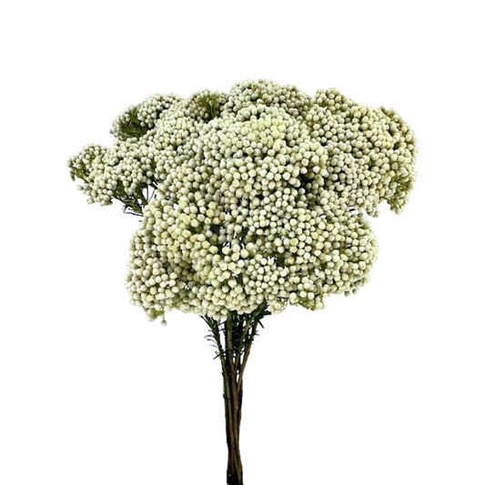 Rice Flower