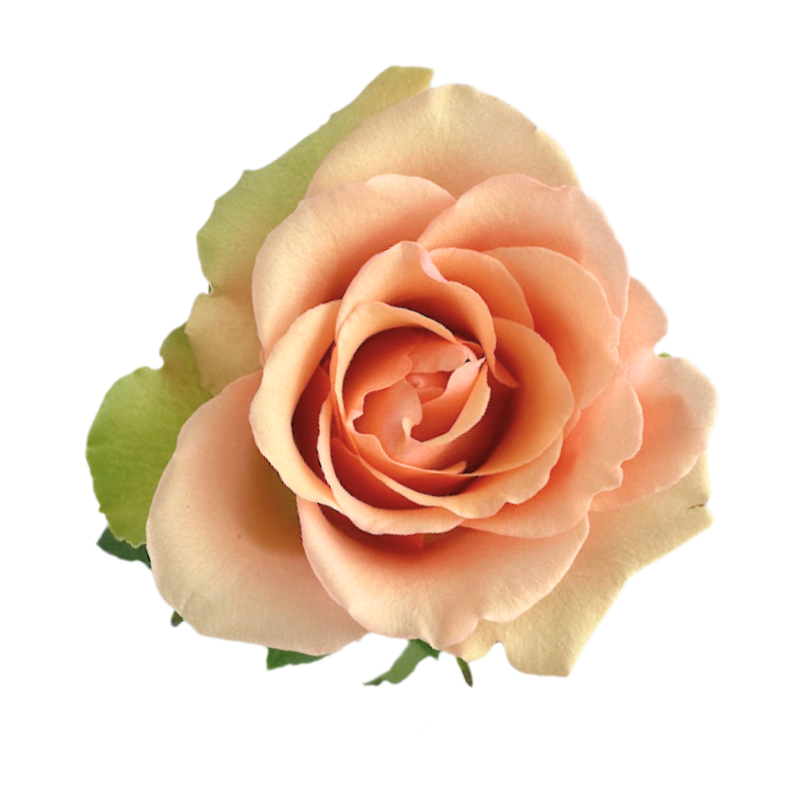 Rose, Standard—Peach Varieties