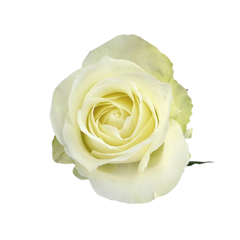 Rose, Standard—White Varieties